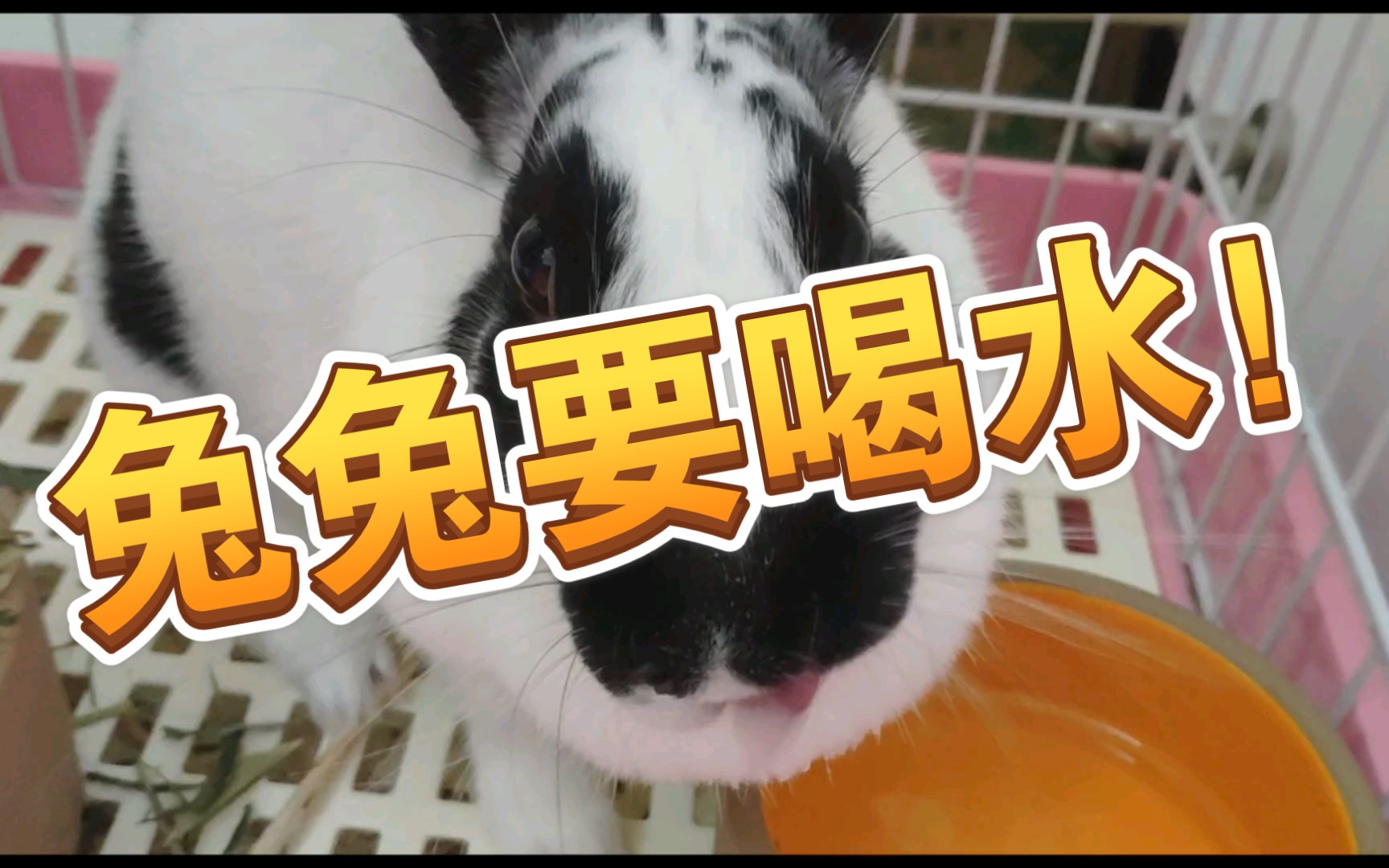不要再说兔子不能喝水了真兔现场演示