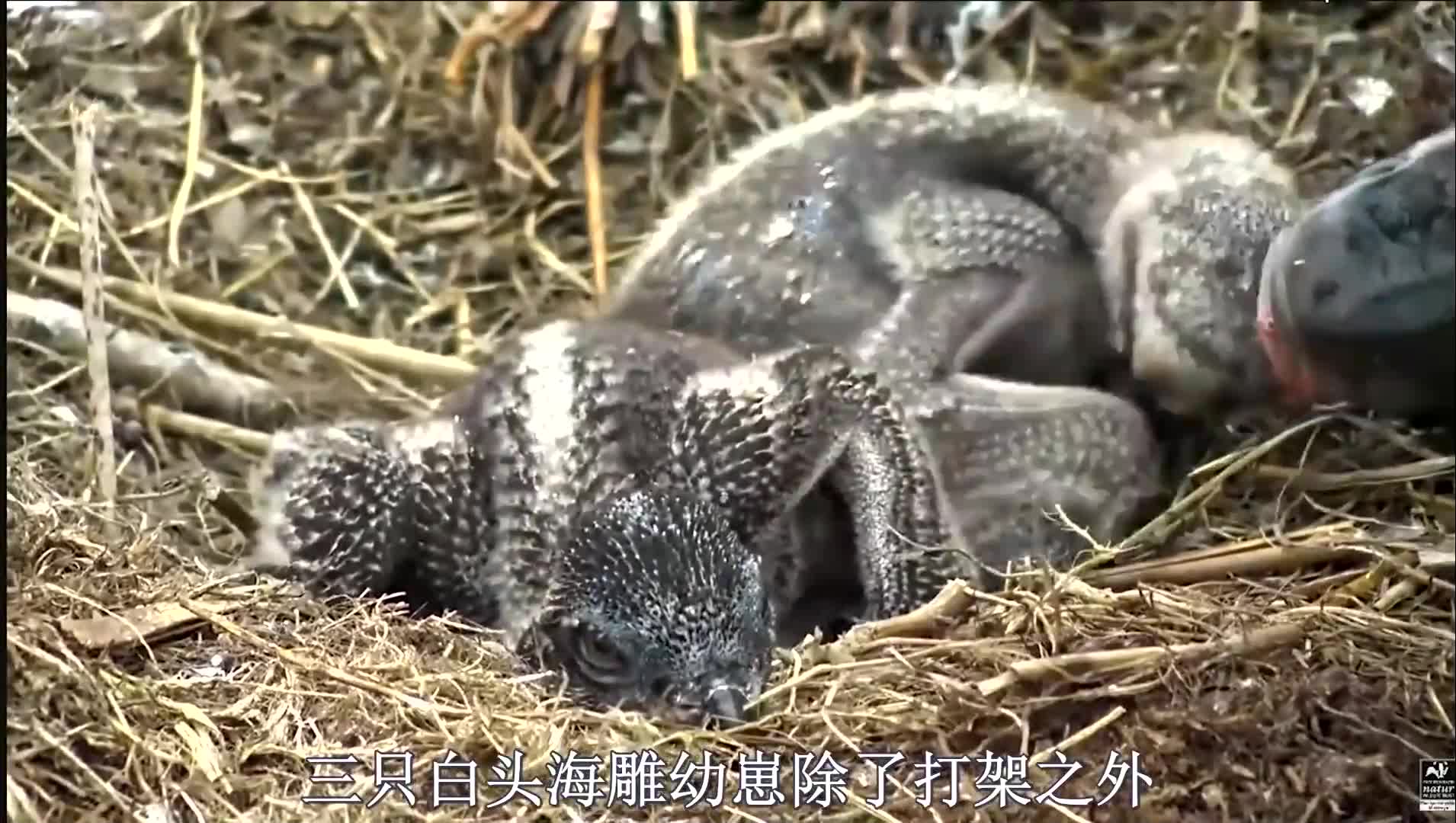 白头海雕幼崽被鱼扇耳光,海雕妈妈精心喂食!