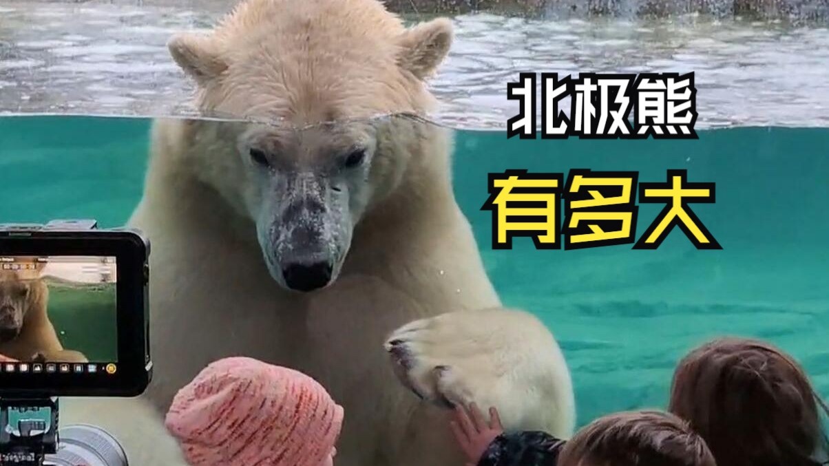 那些让人惊叹的动物视频！