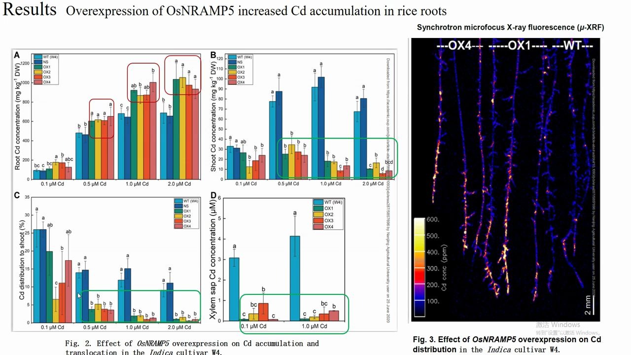 8分钟讲解高分植物研究文章 JXB(IF=5.9) 水稻锰/镉转运体OsNRAMP5过表达降低籽粒中Cd哔哩哔哩bilibili