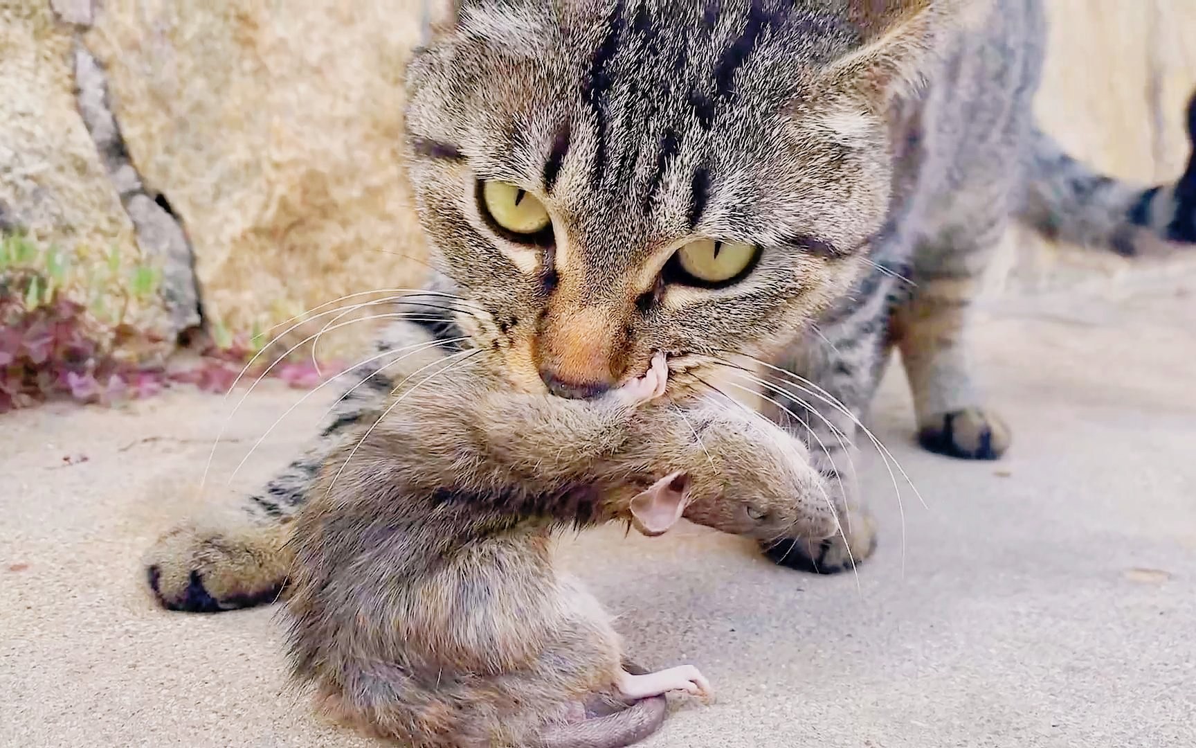 历时两年,记录狸花猫20个精彩捕鼠瞬间,一猫功成万鼠枯