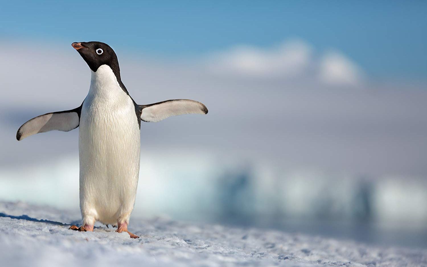 迪士尼纪录片《企鹅》disneynatures penguins-官方预告-啊~萌萌的小