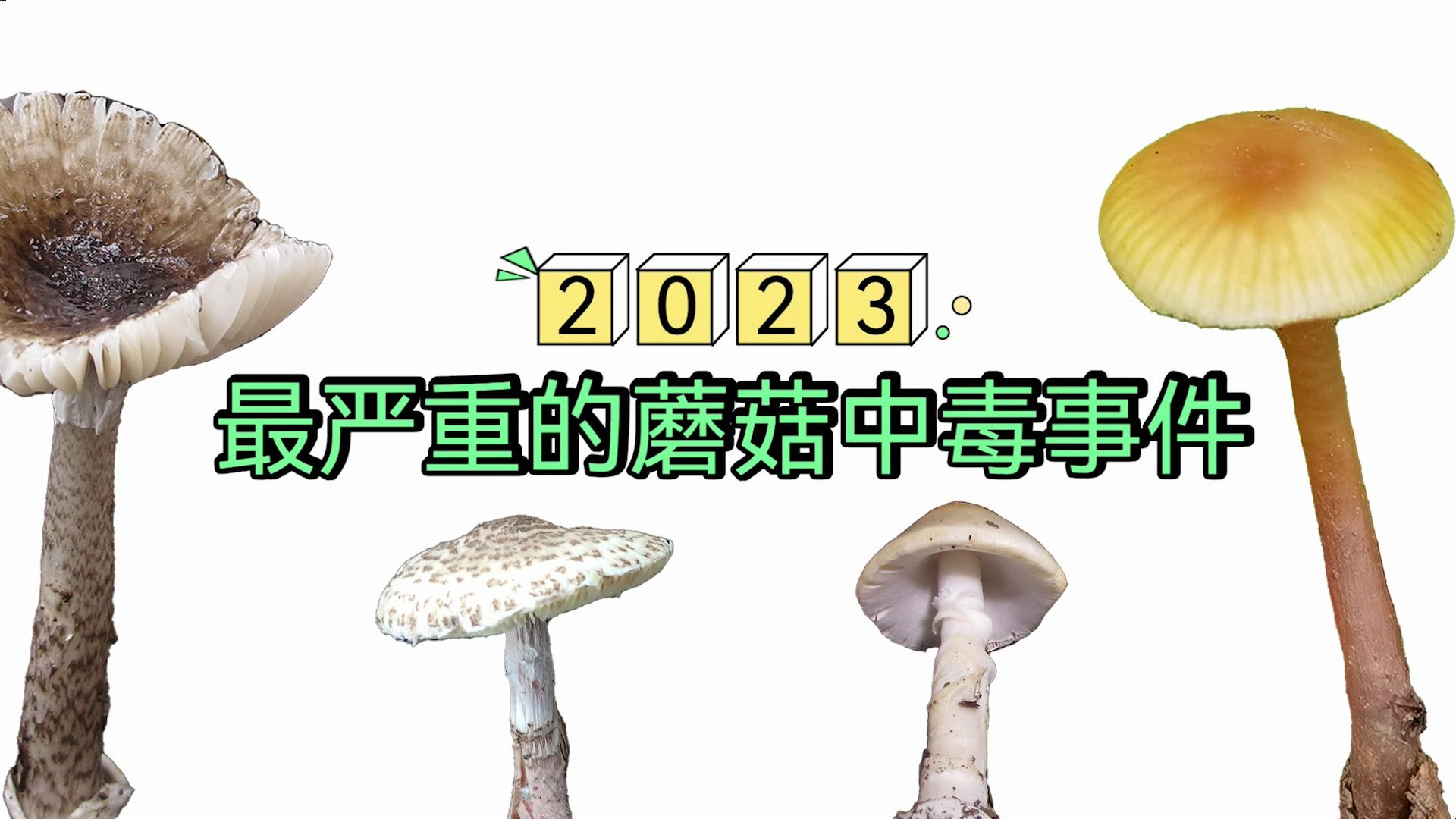 2023年震惊四座的蘑菇中毒事件哔哩哔哩bilibili