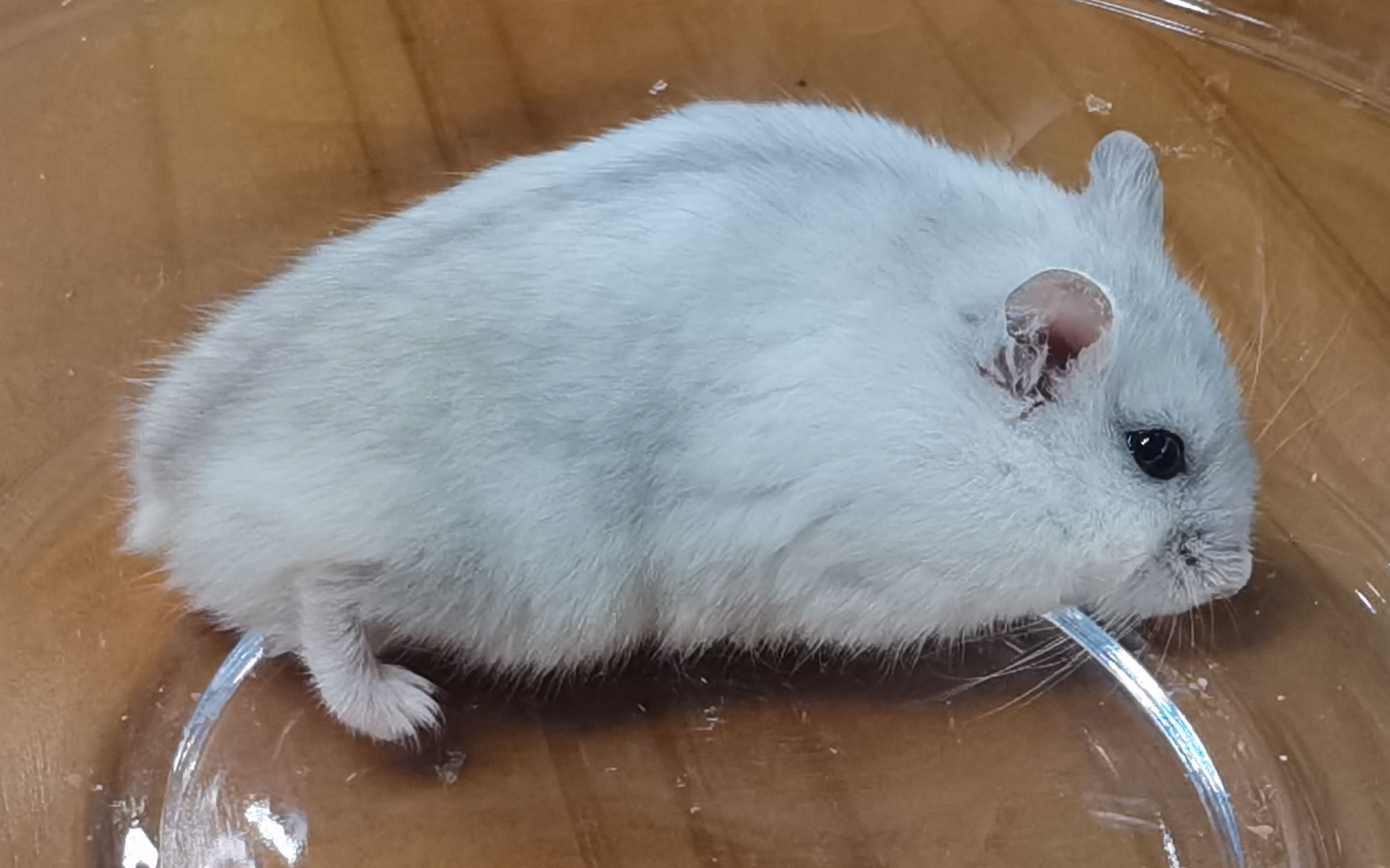 胖了一圈的白仓鼠,囤了好多粮食在腮帮里面,老爱干净了这萌宠