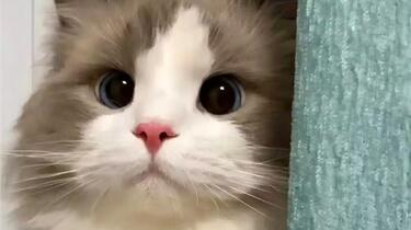 每日一猫：超萌猫猫头像合集！_哔哩哔哩_bilibili