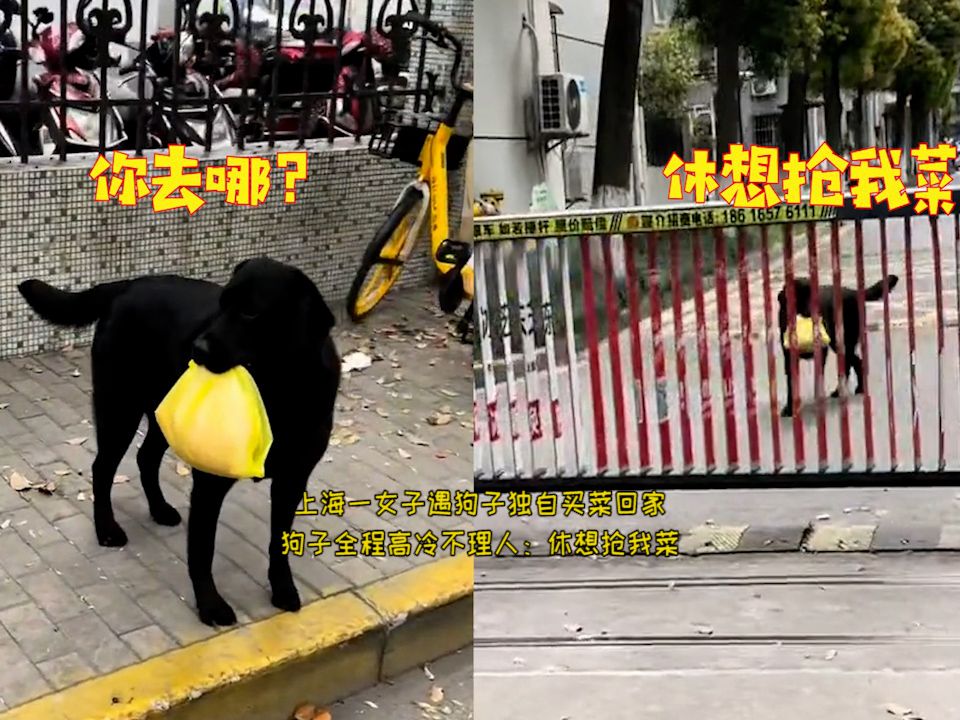 上海一女子遇狗子独自买菜回家,狗子全程高冷不理人:休想抢我菜