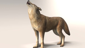 四足动物 多种步伐状态 动画参考 走路 跑步 休闲走 哔哩哔哩 つロ干杯 Bilibili