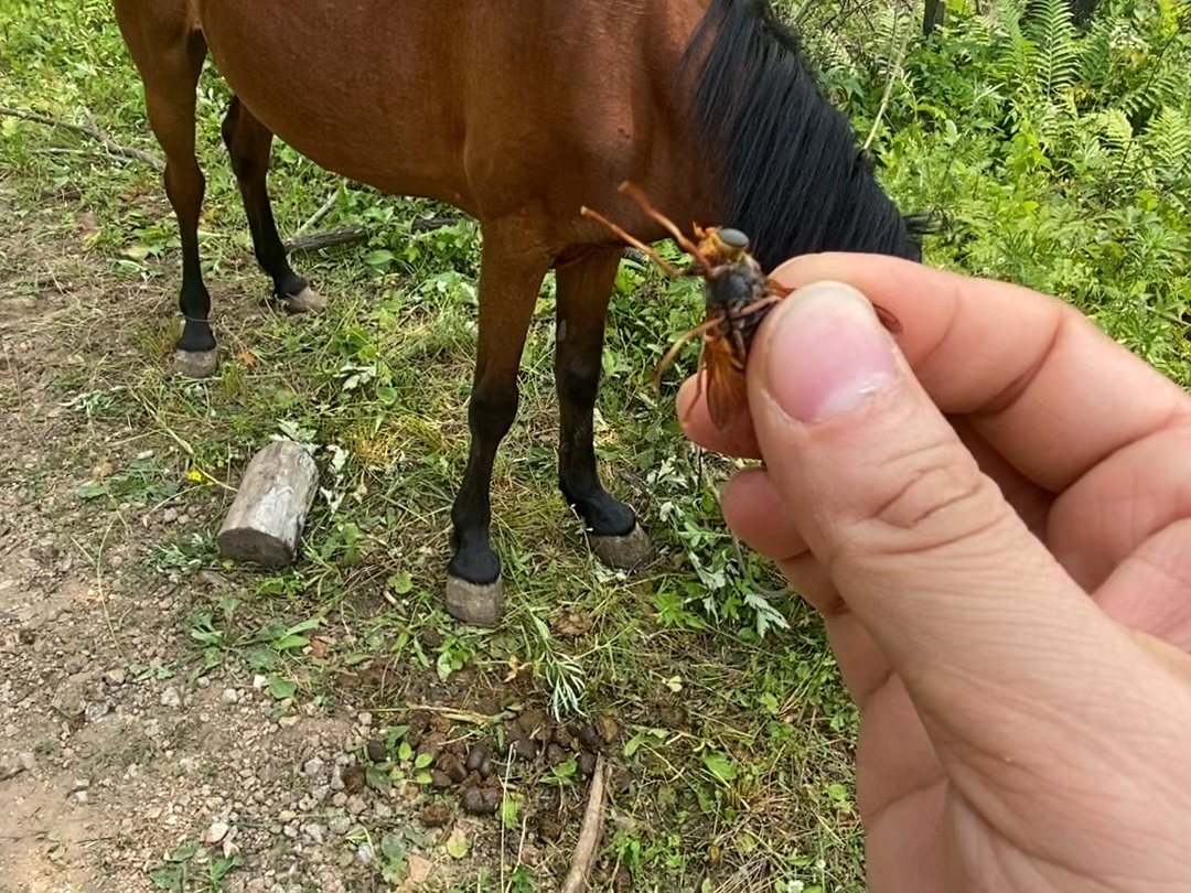 她让我骑 我给她抓牛虻