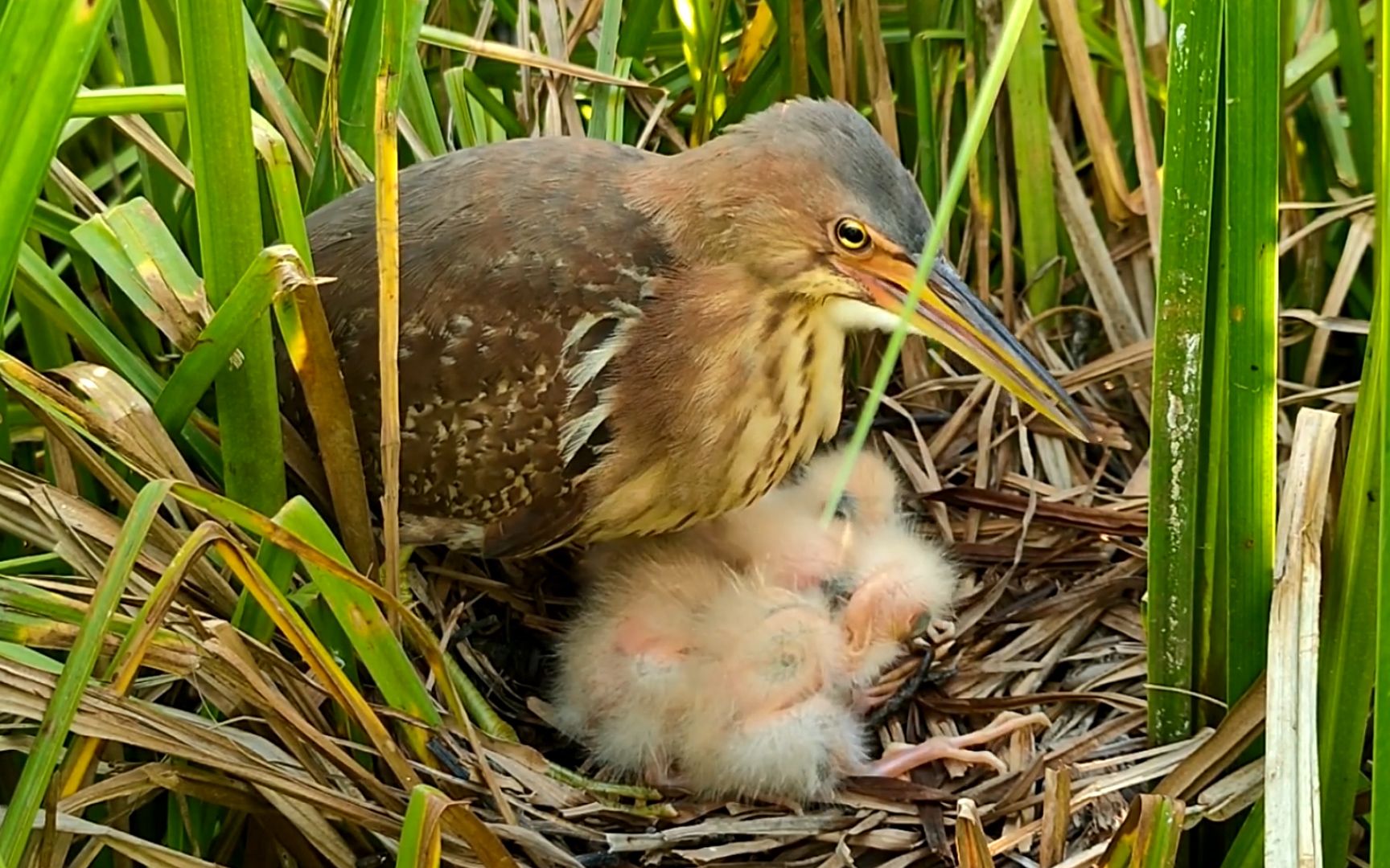 为了幼鸟茁壮成长,鸟父母轮流喂食,看谁更贴心_哔哩哔哩_bilibili