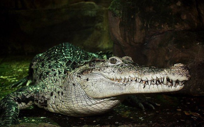 新几内亚鳄体型