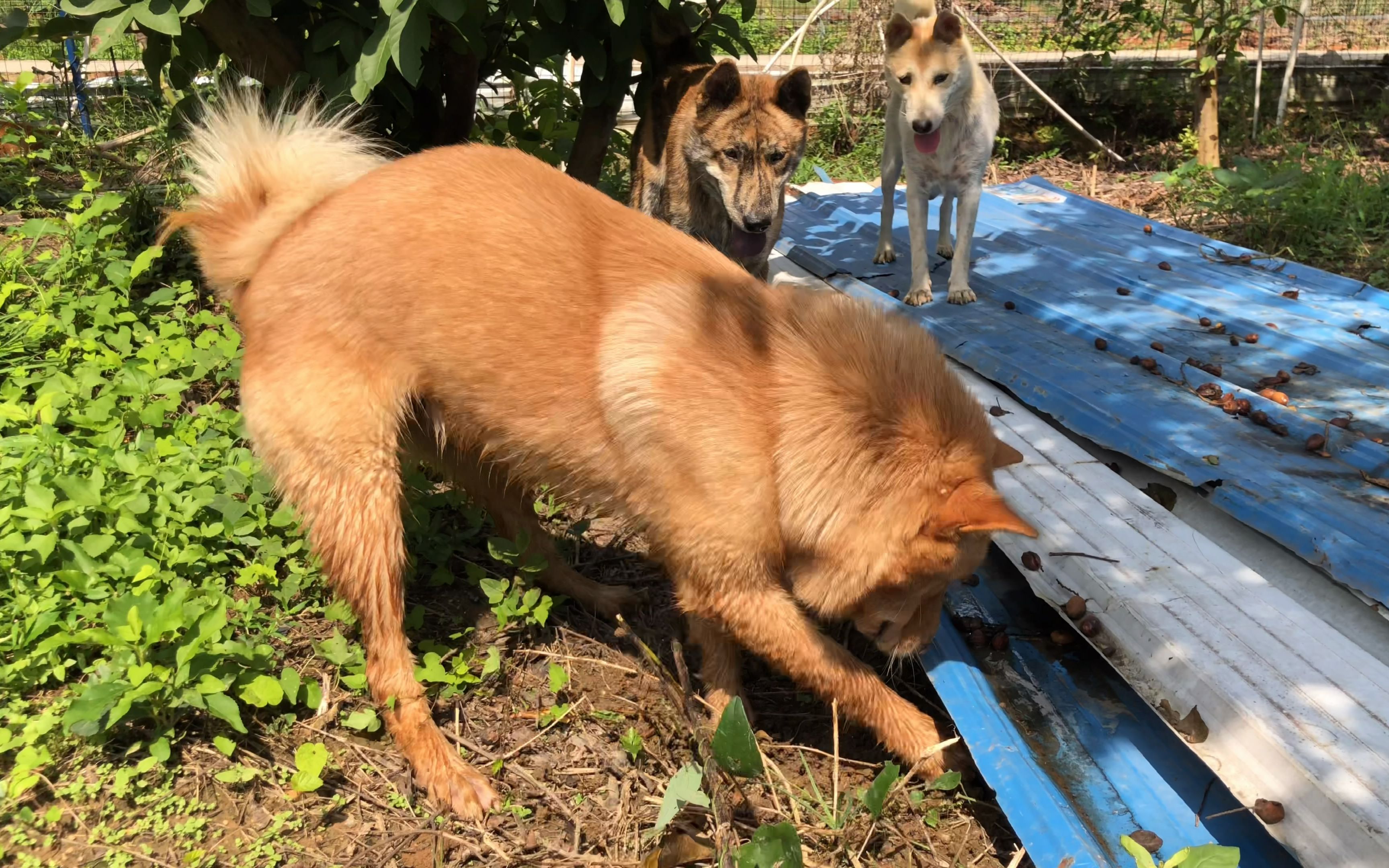 师父狗阿丑带领小弟们保护农场,除害捉老鼠