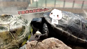 小乌龟:不跟我玩就闻jiojio~