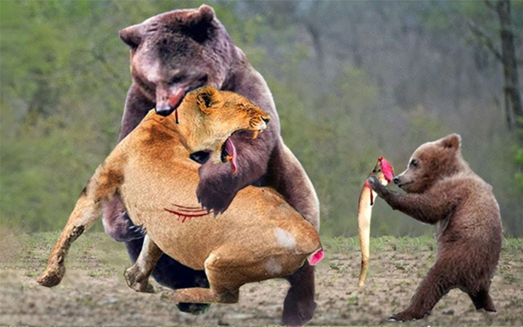 无畏的捕食者,激烈的战斗之间的熊妈妈攻击美洲狮,以保护熊宝宝