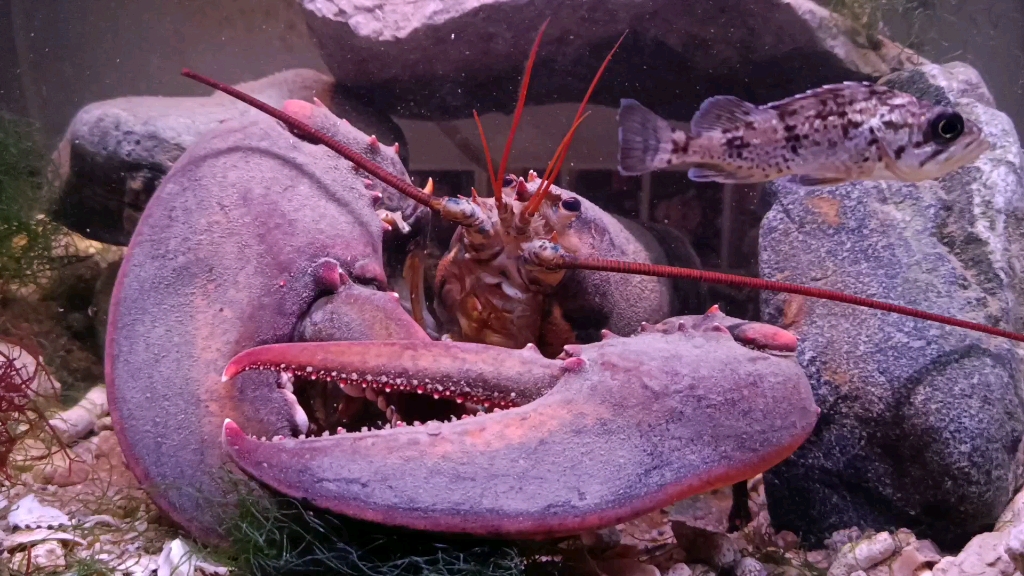 美洲螯龙虾日常喂食