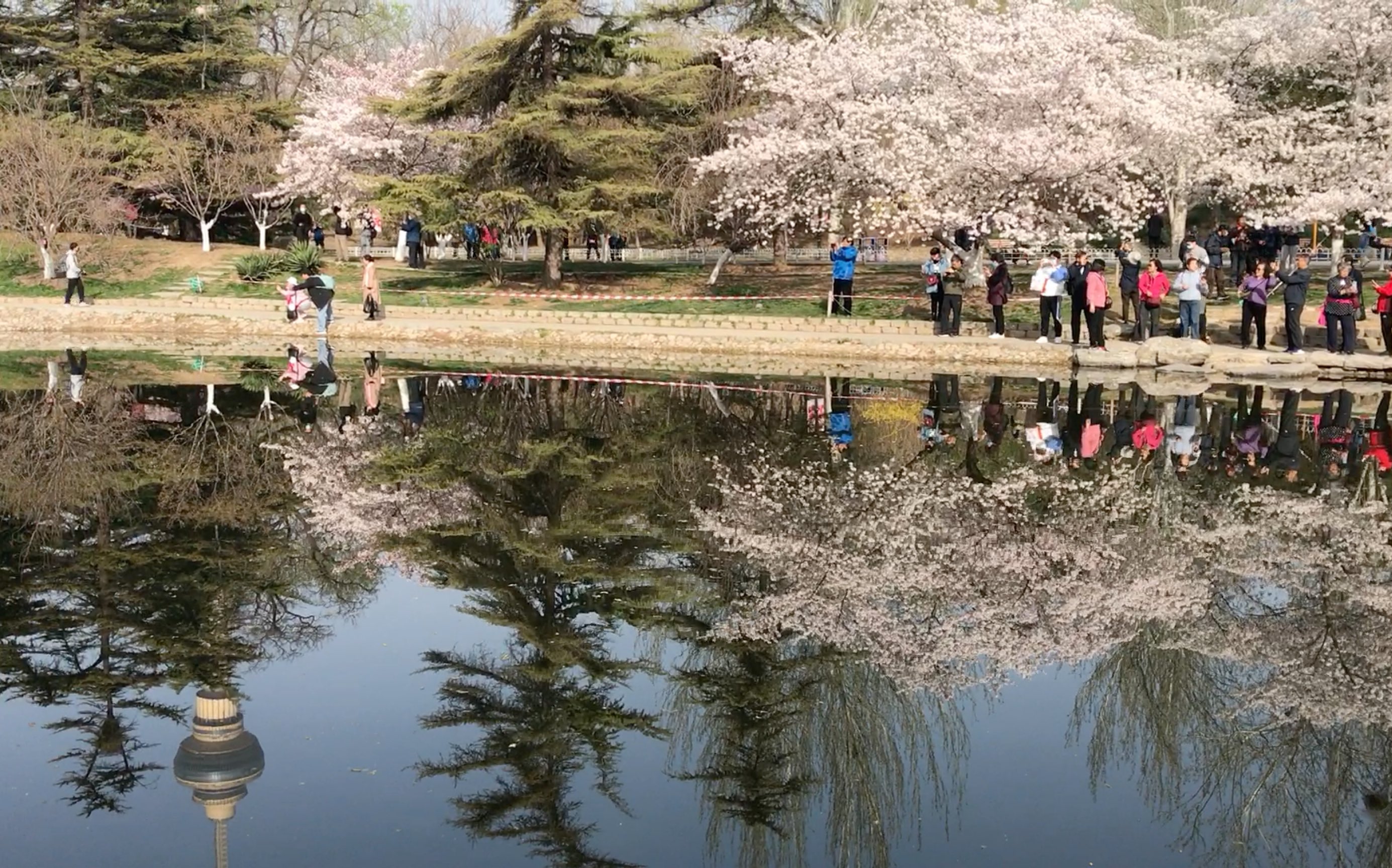 2021年玉渊潭第32届樱花节