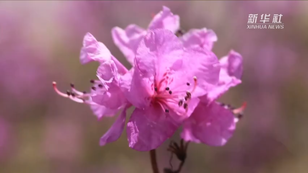 [图]金达莱花盛开！?来源：新华网#花##金