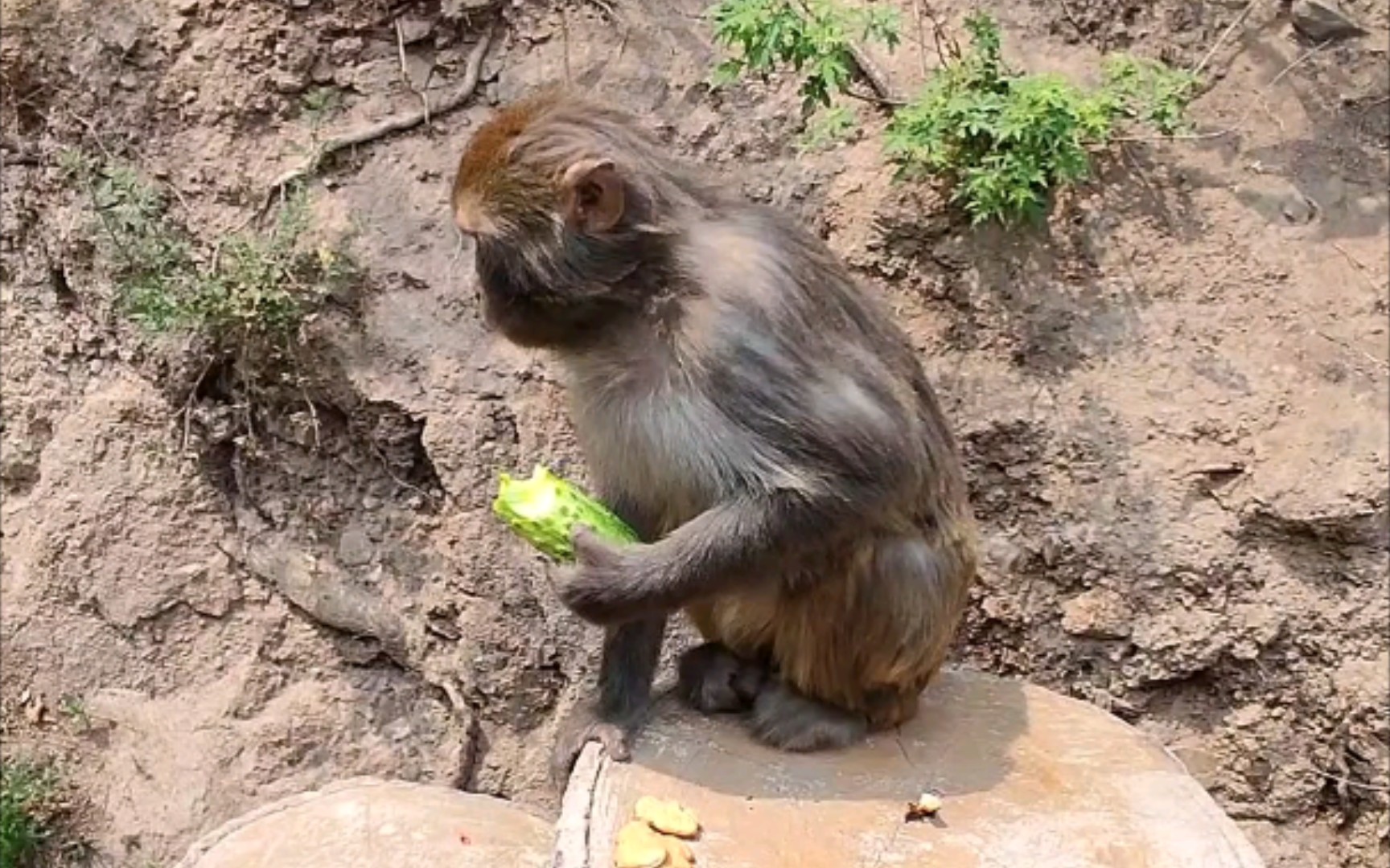 文明观猴(字面意思)