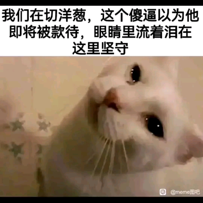 【猫梗图】各种猫猫图!3.0哔哩哔哩bilibili