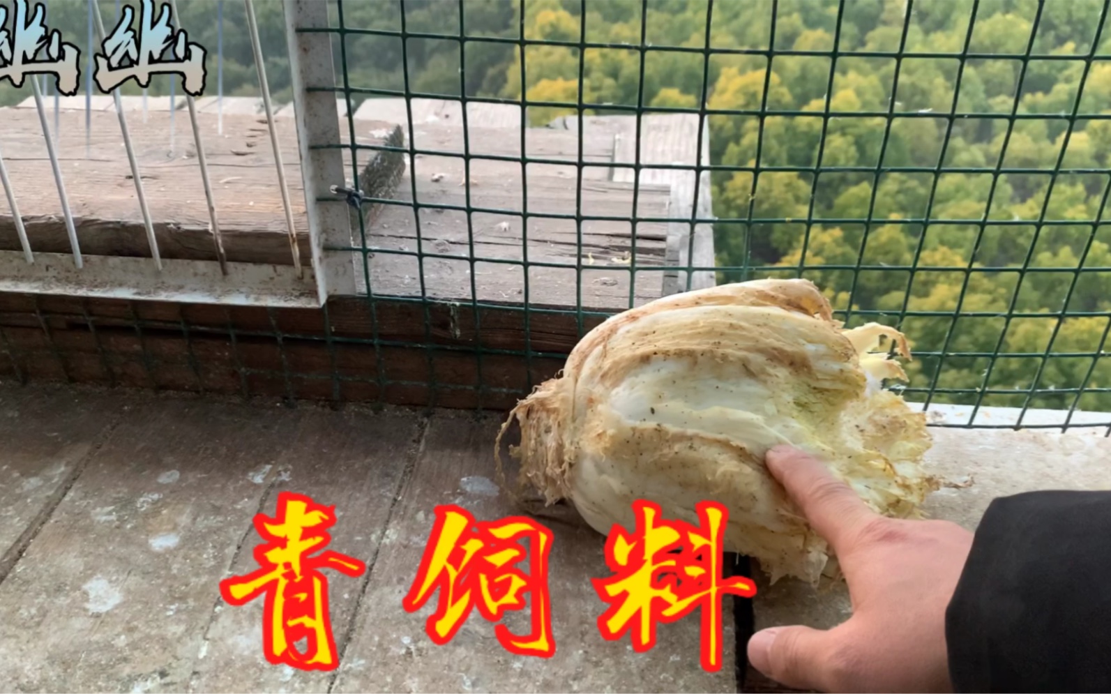 鸽子对于青饲料还是经不起诱惑的,水源也有讲究.哔哩哔哩bilibili