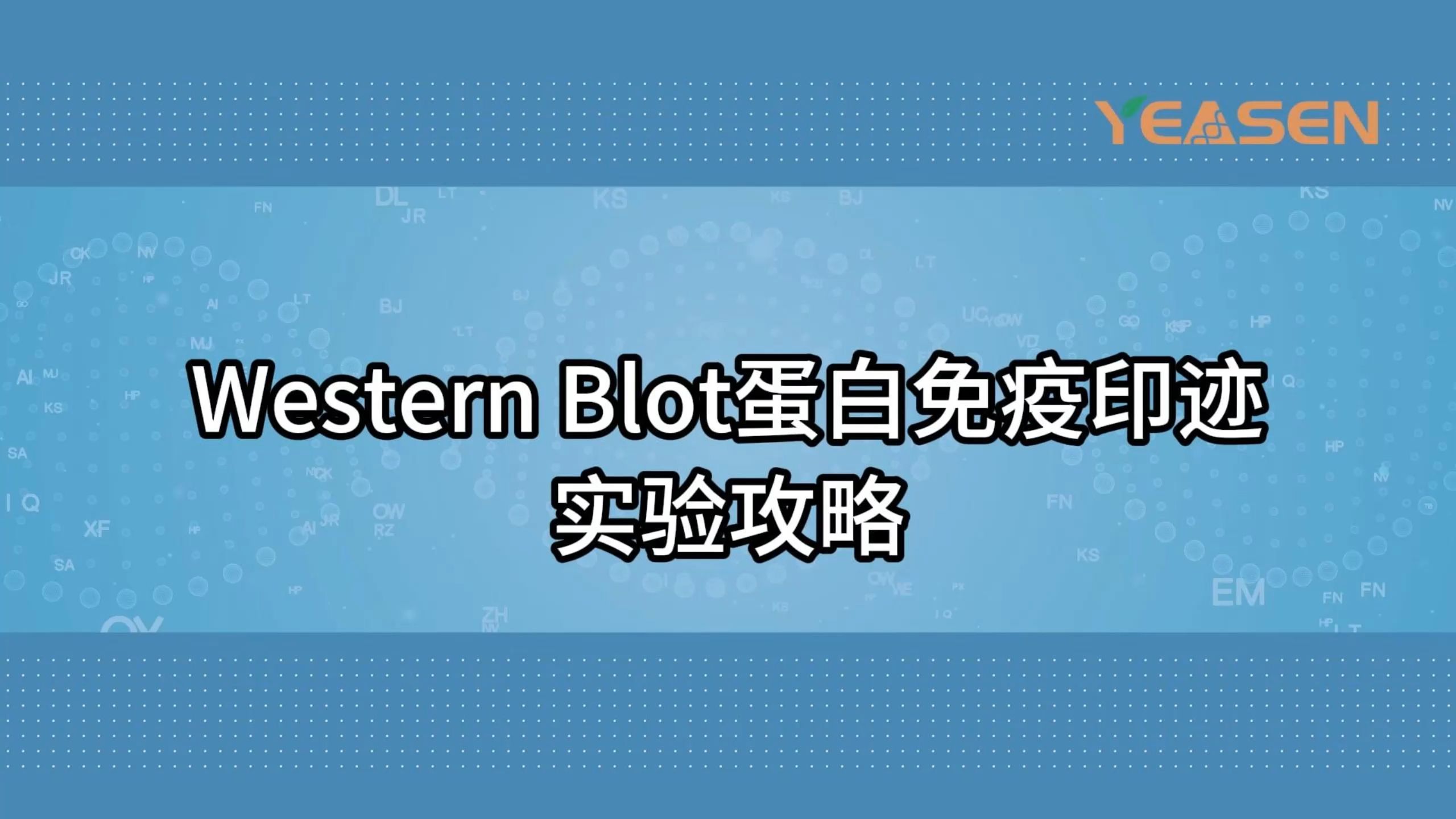 Western Blot蛋白免疫印迹实验攻略丨翌圣生物哔哩哔哩bilibili