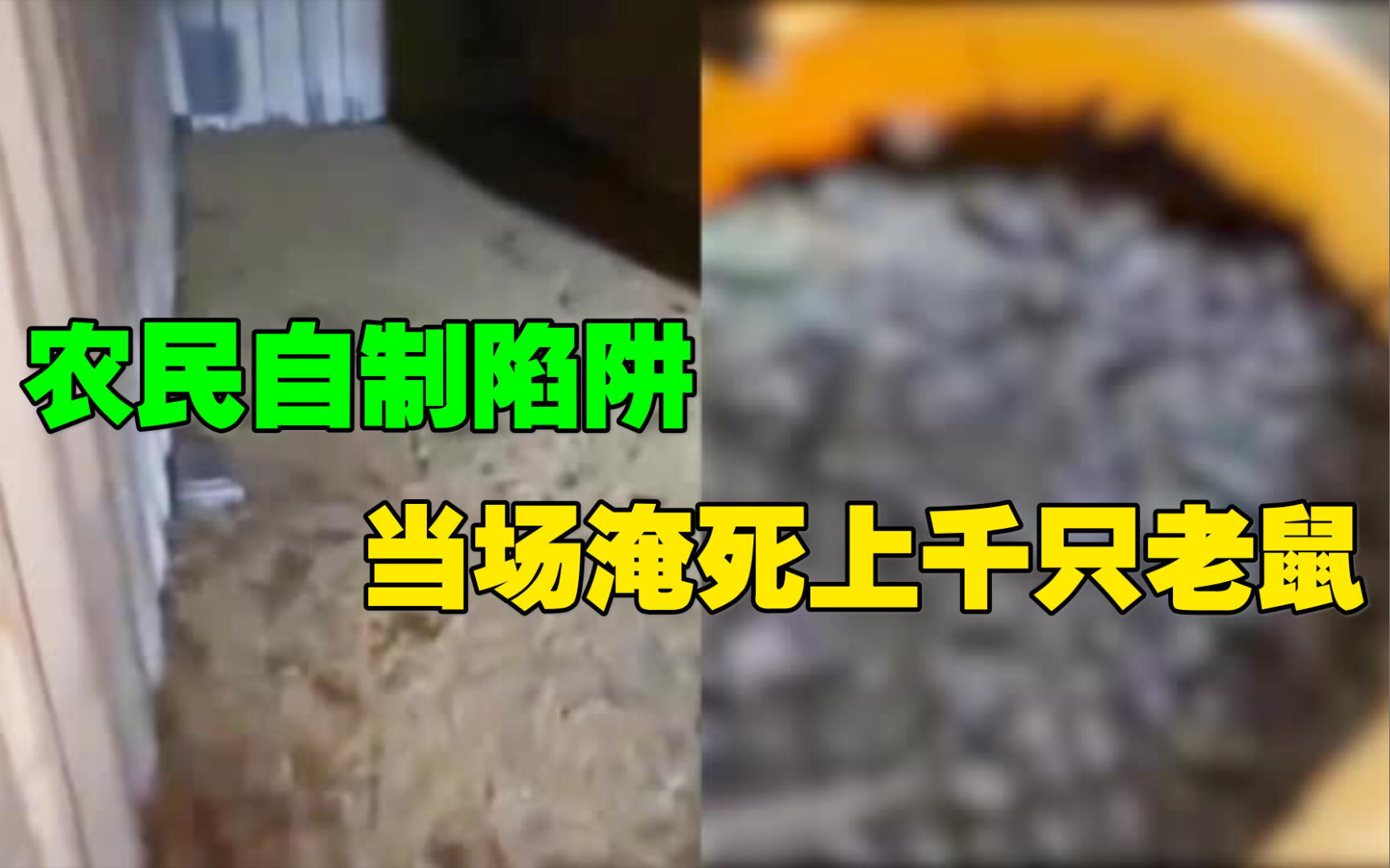 澳大利亚鼠患猖獗,农民自制陷阱当场淹死上千只老鼠,恐怖现场曝光哔哩哔哩bilibili