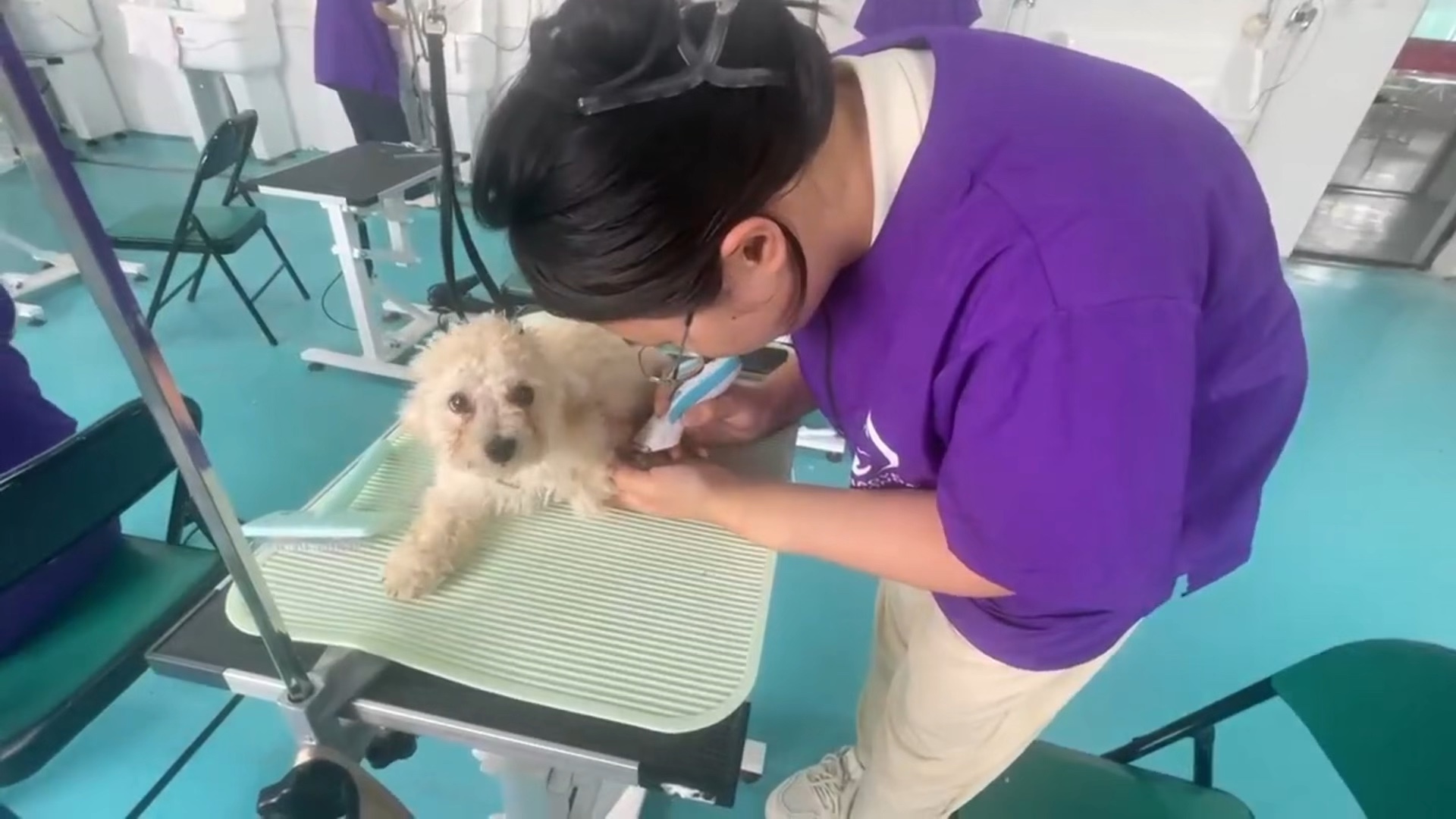 【小野宠物美容培训】更新啦,赶紧来围观吧!