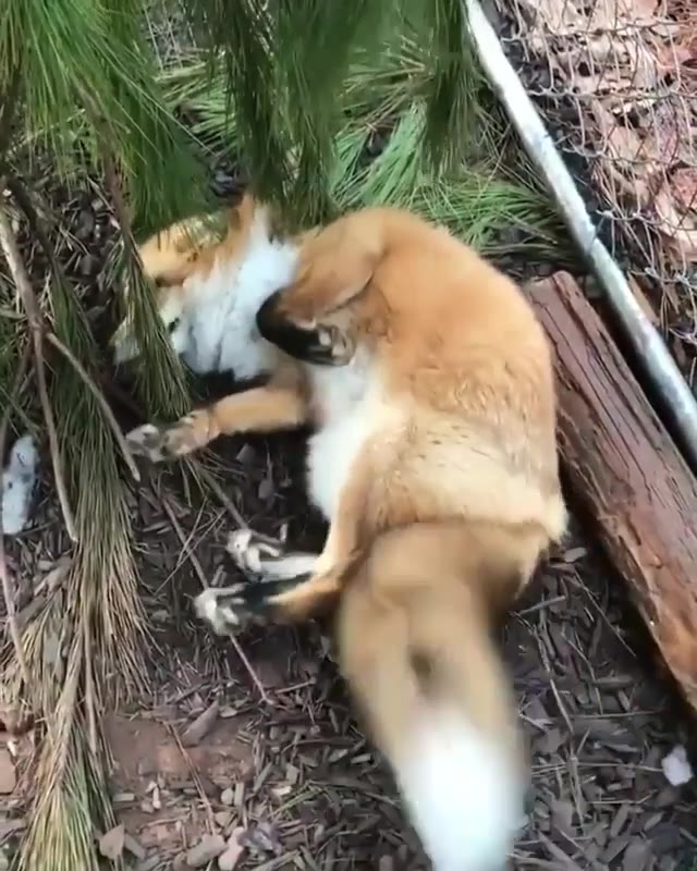 狐狸原来高兴也会摇尾巴