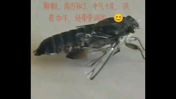 震旦马蝉哔哩哔哩bilibili