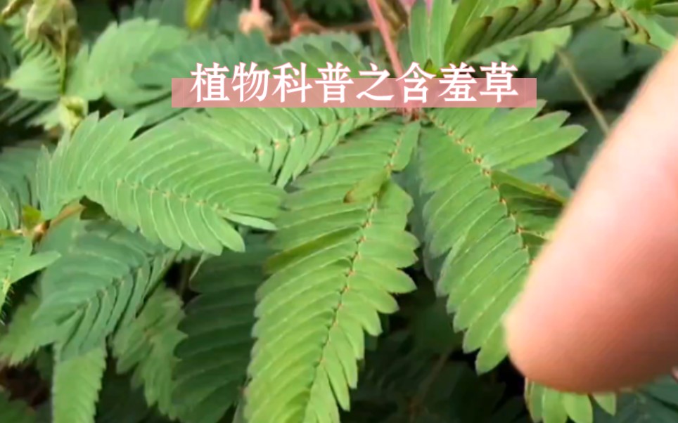 [图]植物科普之含羞草