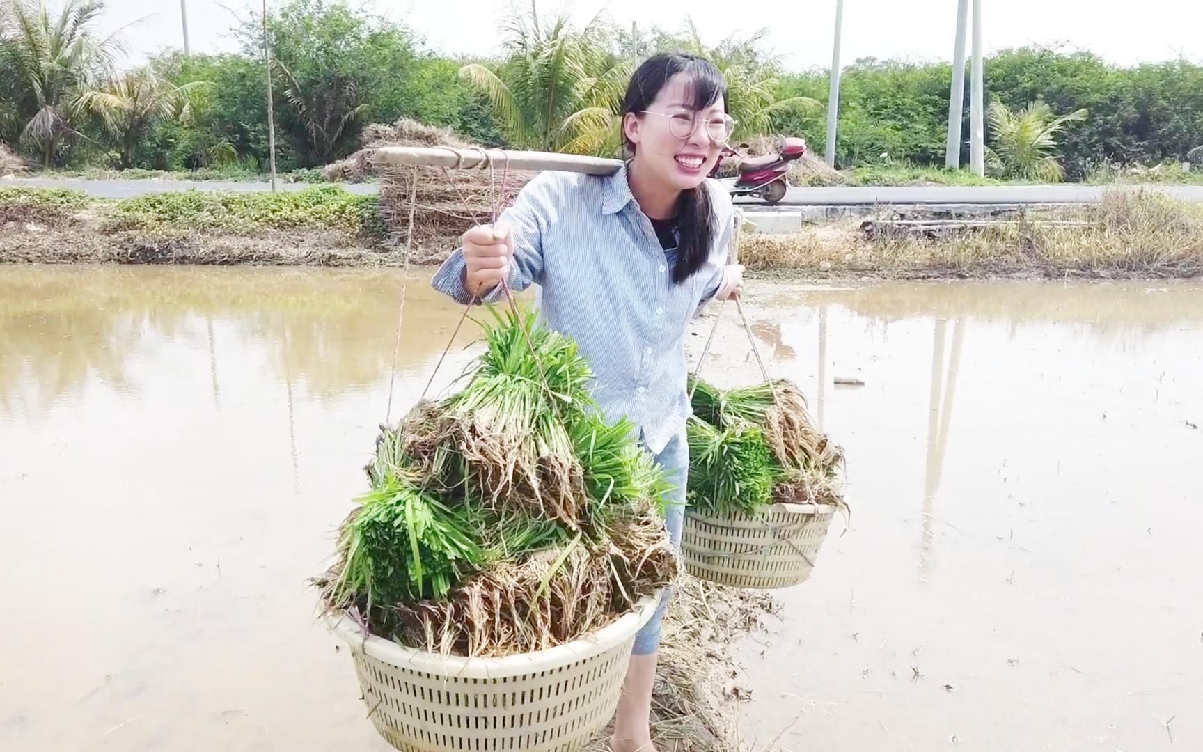 农村姑娘挑起一旦秧苗,光脚板在田埂上跑的飞快,却不会插秧