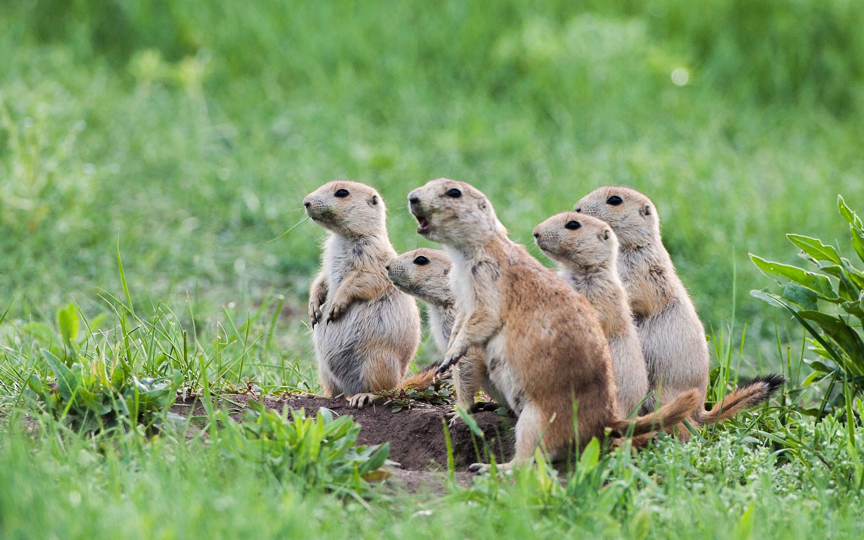 黑尾土拨鼠在打洞,狗狗在捣蛋,哈哈哈