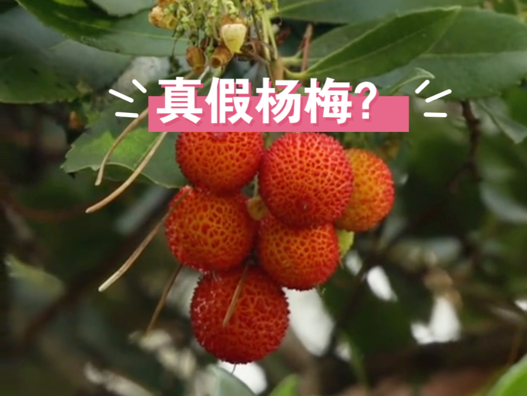 它真的不是杨梅,而是叫草莓树(Strawberry Tree),话说你觉得它像长在树上的草莓吗?哔哩哔哩bilibili