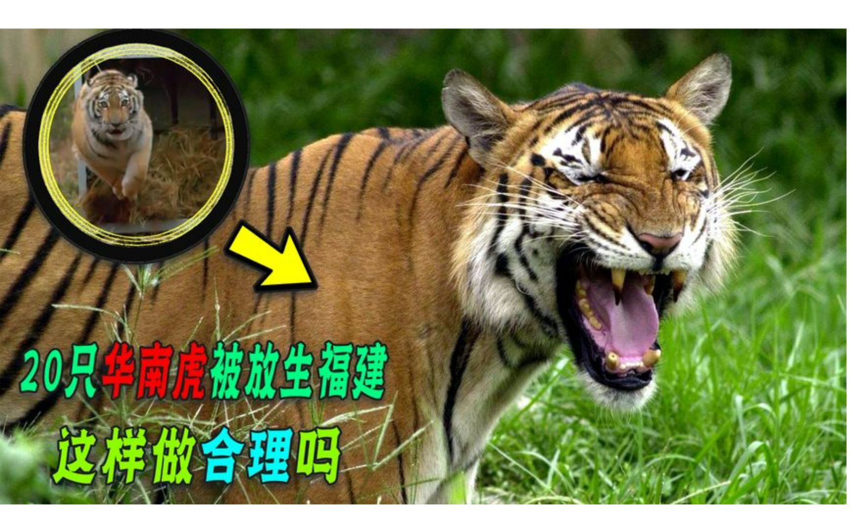 华南虎灭绝图片