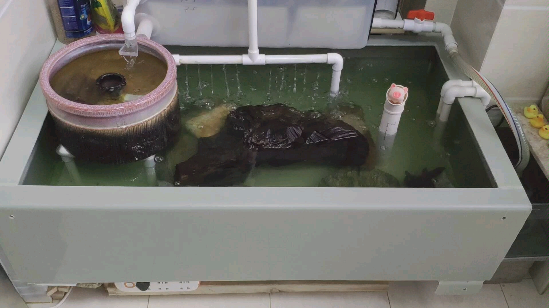 又折腾一次乌龟沼泽过滤真累啊腰都直不起来了