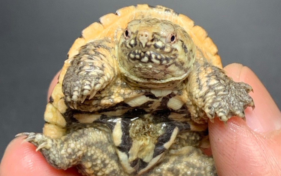 变异佛鳄,虎纹鳄龟!