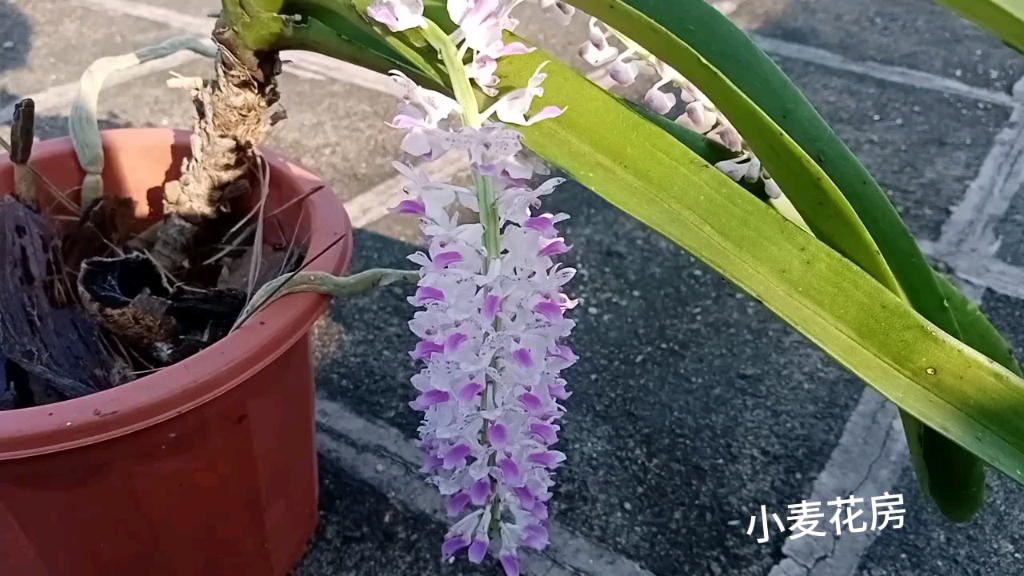 狐尾兰开花记录3