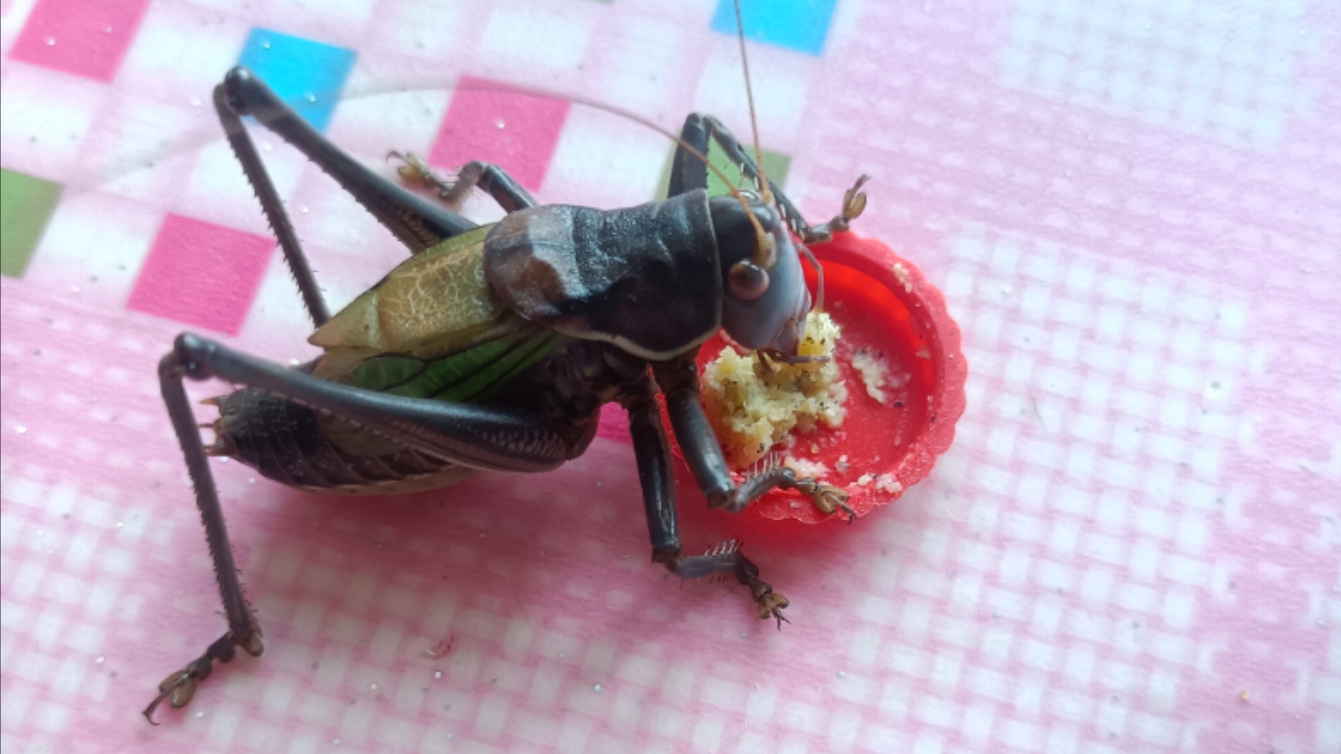 漫长等待 蝈蝈配上了 过程切片