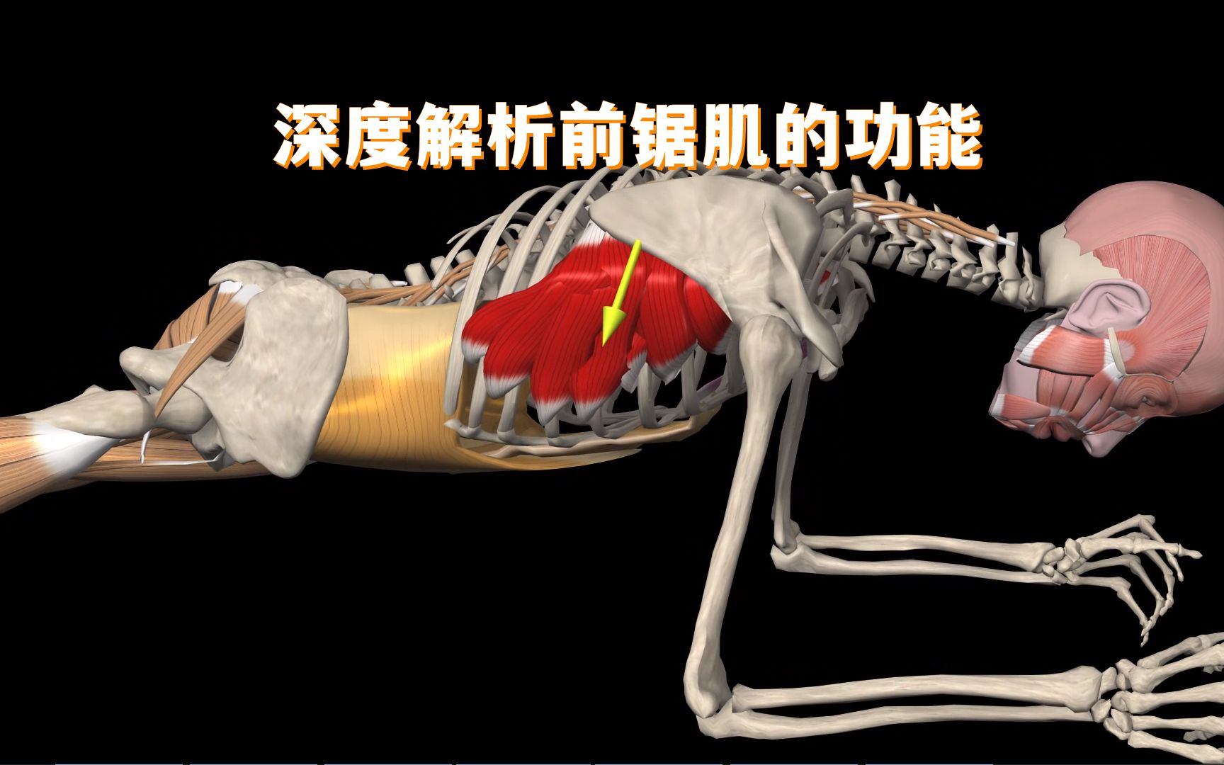 前锯肌为什么重要,这四个功能你得知道! - 视频下载 Video Downloader