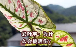 下载视频: 彩叶芋：到底能不能晒直射光？