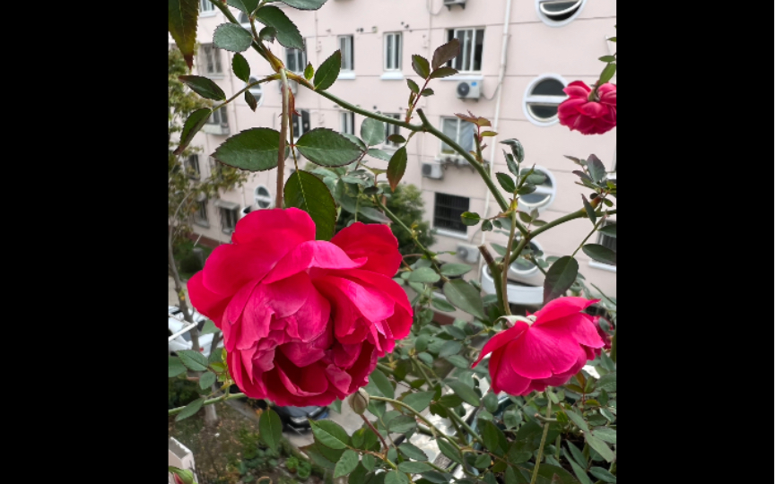 【月季】赤龙含珠 一周年纪念