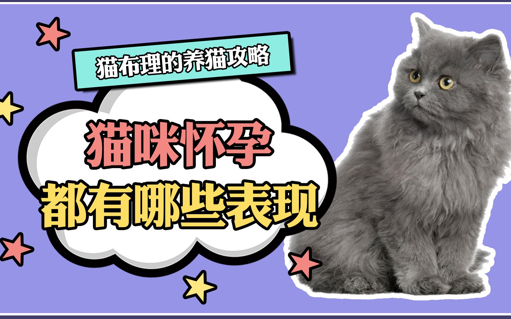 猫咪怀孕都有什么表现?哔哩哔哩bilibili