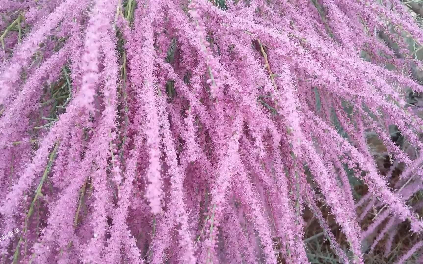 [图]细穗柽柳 Tamarix leptostachya 柽柳科 柽柳属 荒漠植物 红柳花 路边随拍 为什么花量会如此的大