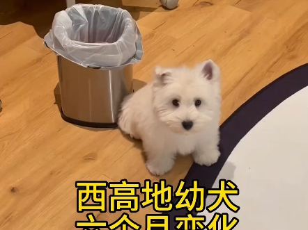 西高地白梗犬二个月到六个月变化