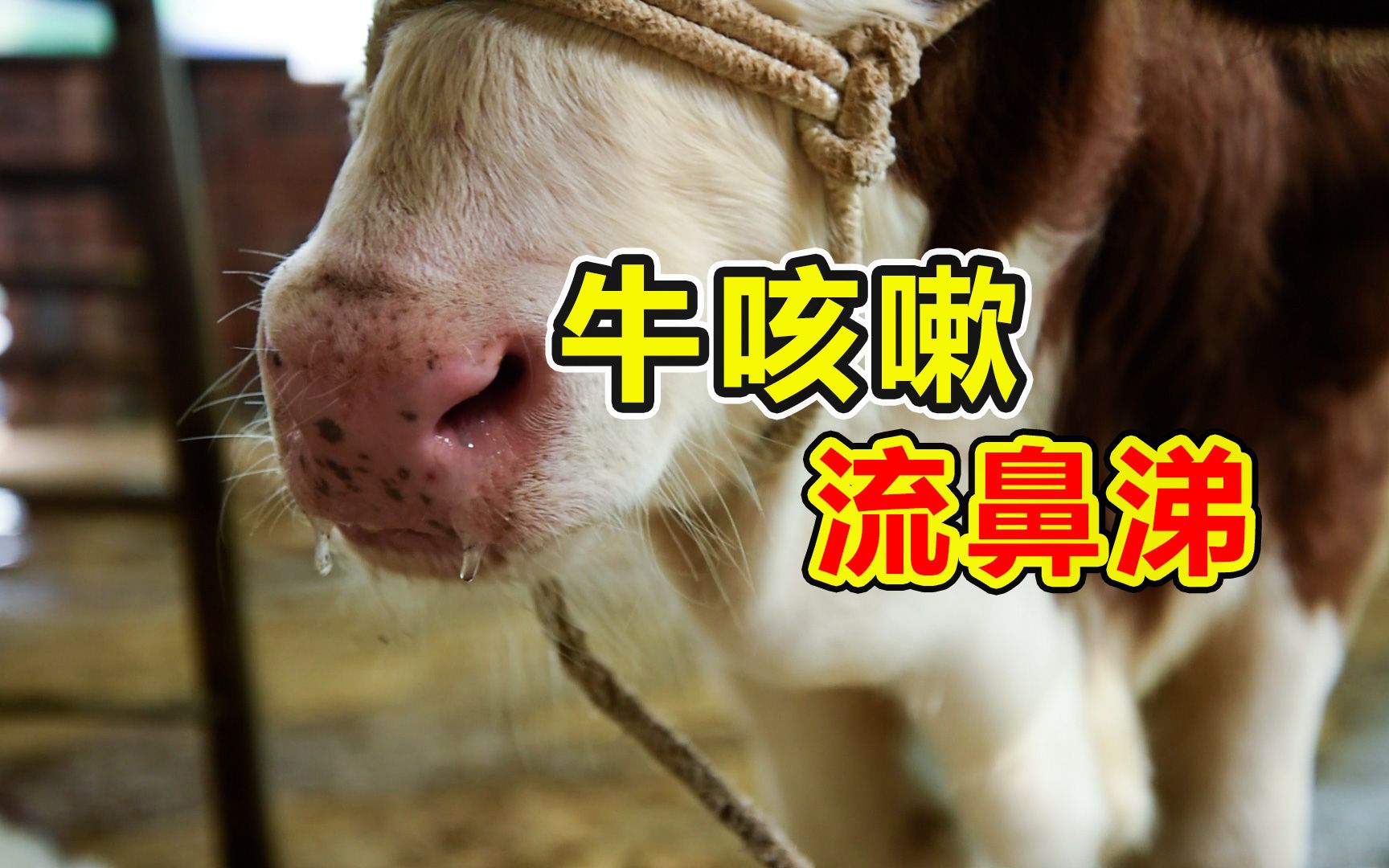 牛咳嗽流鼻涕怎么办?用对方法很关键,吴老师小妙招不花冤枉钱