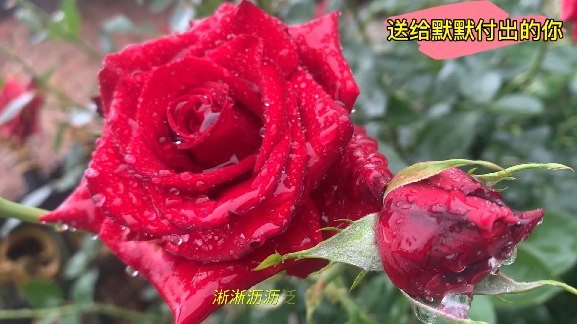 今天不做饭 花香与欢愉的歌曲送给默默付出的你 铿锵玫瑰95