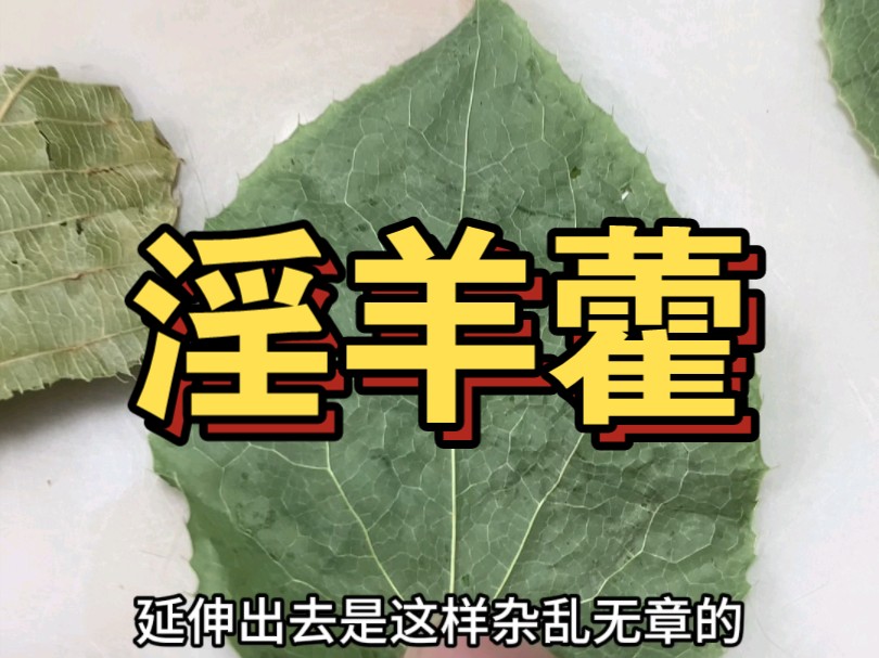 板栗叶冒充淫羊藿,老板可真是个人才哔哩哔哩bilibili