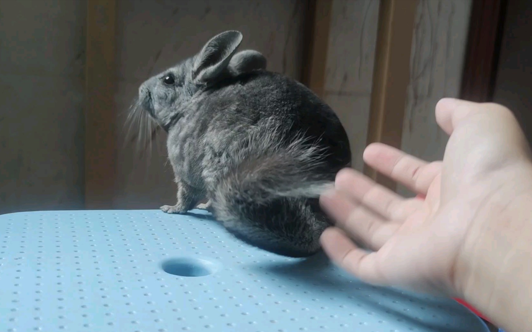 【龙猫】有谁能拒绝毛茸茸的大尾巴呢