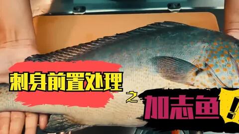 日料刀工 胡椒鲷刺身分解 哔哩哔哩