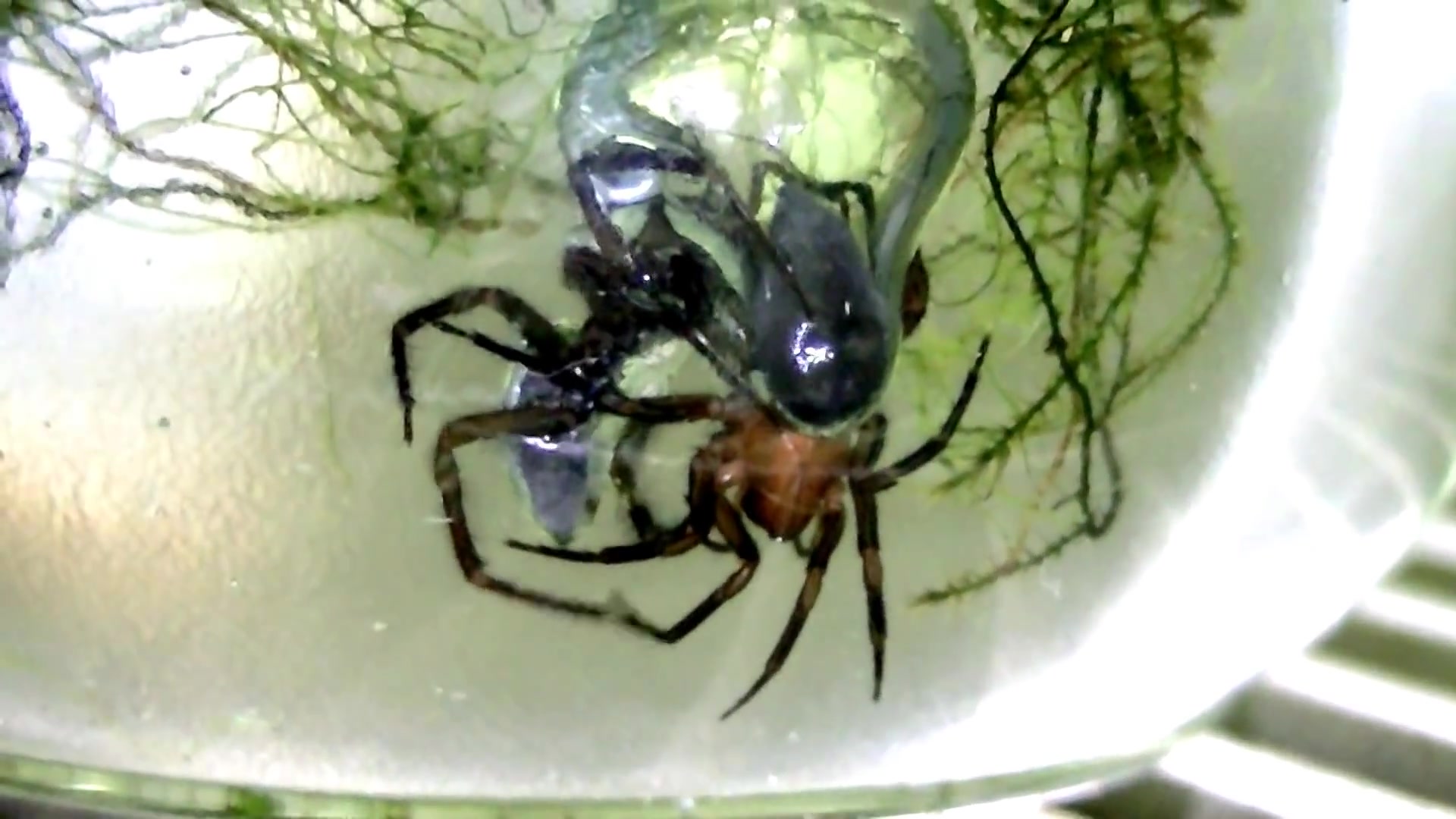 水蛛argyronetaaquatica求偶雌雄体型对比多p