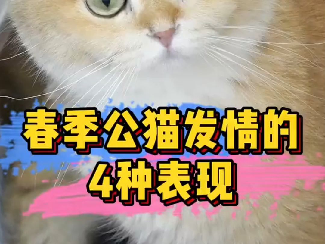 猫咪发情怎么办,不知道怎么办的铲屎官们,快来看一看吧哔哩哔哩bilibili